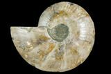 Cut & Polished Ammonite Fossil (Half) - Madagascar #149600-1